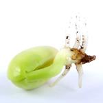 pixwords GERMINATION