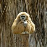 pixwords GIBBON