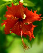 pixwords HIBISCUS