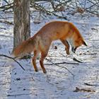 pixwords CHASSE