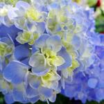 pixwords HORTENSIA