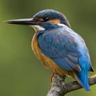pixwords MARTIN-PÊCHEUR