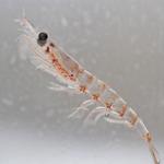 pixwords KRILL