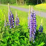pixwords LUPIN