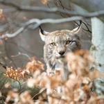 pixwords LYNX