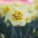 pixwords NARCISSE