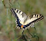 pixwords MACHAON