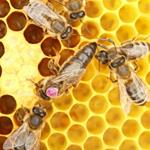 pixwords ABEILLE REINE