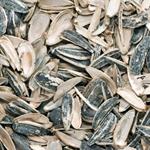 pixwords COQUILLES