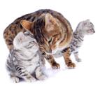 pixwords TENDRESSE